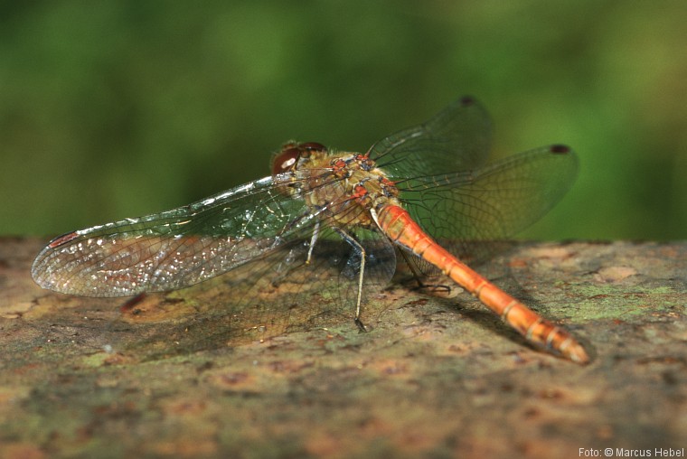 Libelle