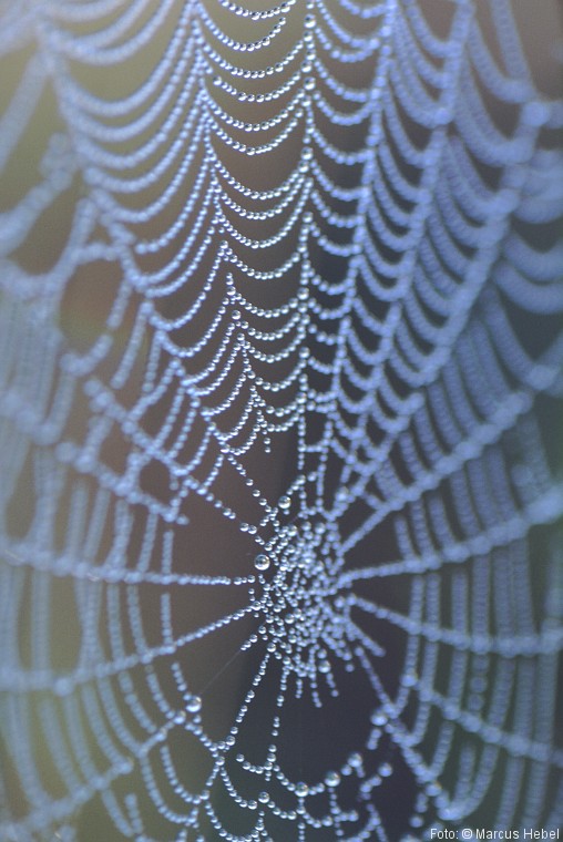 Netz
