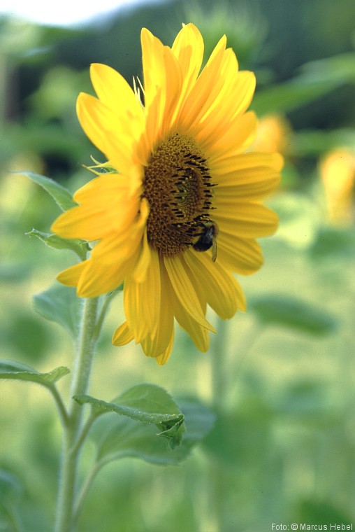 Sonnenblume