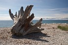 Driftwood